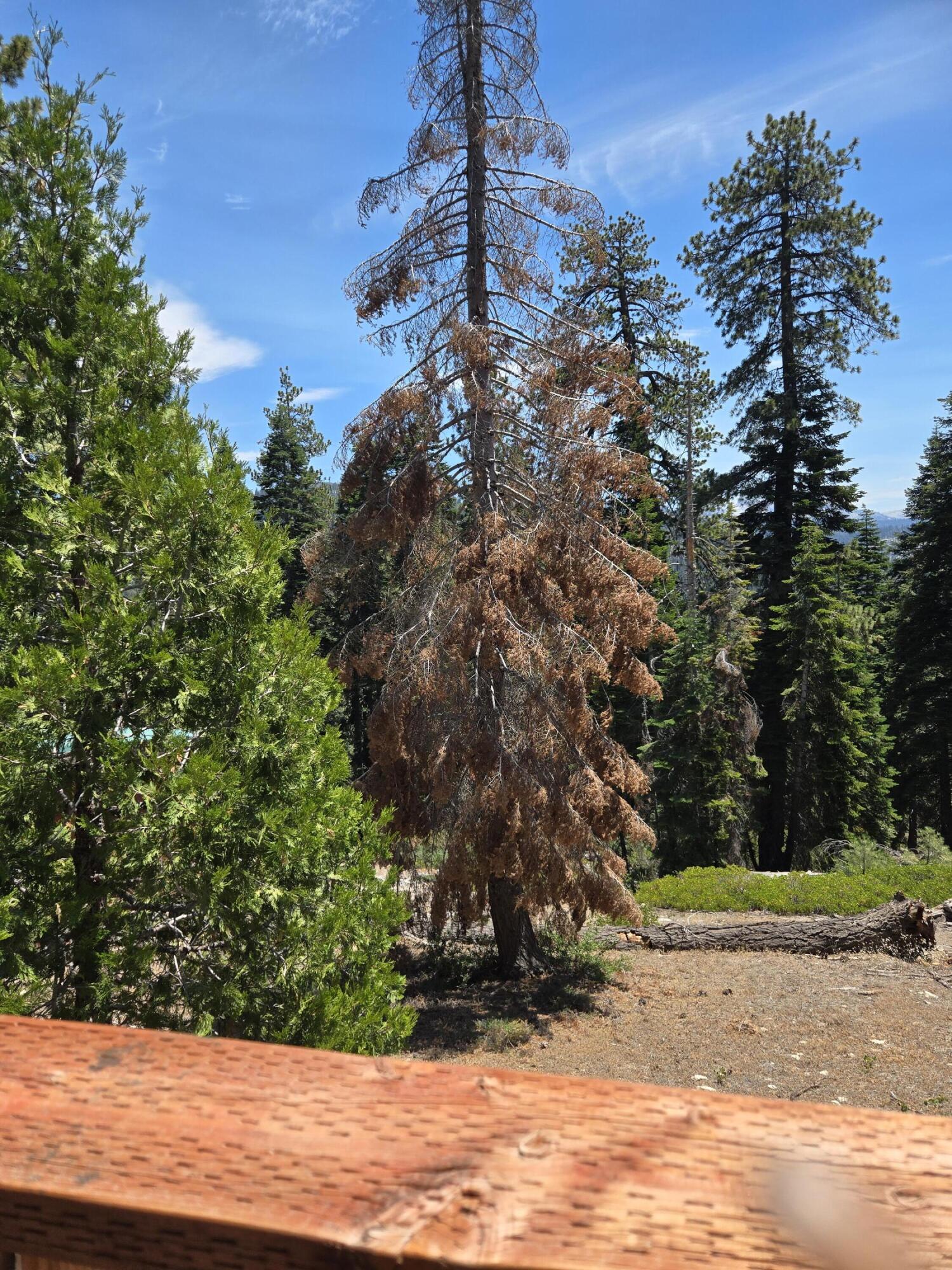 64949 Generals Hwy, Sequoia National Park, CA 93633