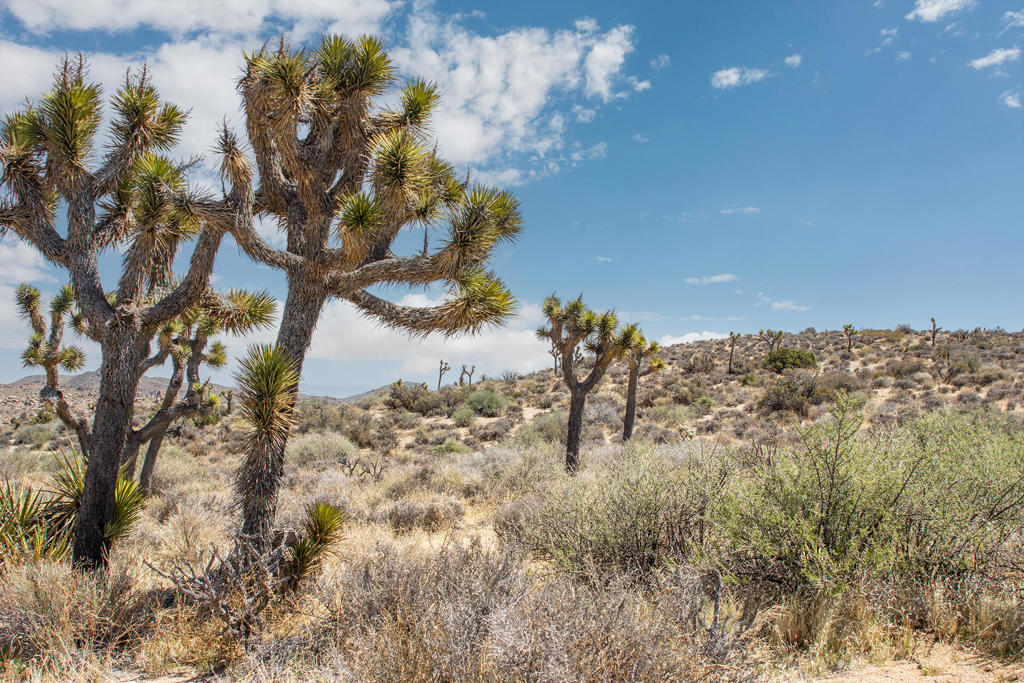 101 Hondo St, Pioneertown, CA 92268