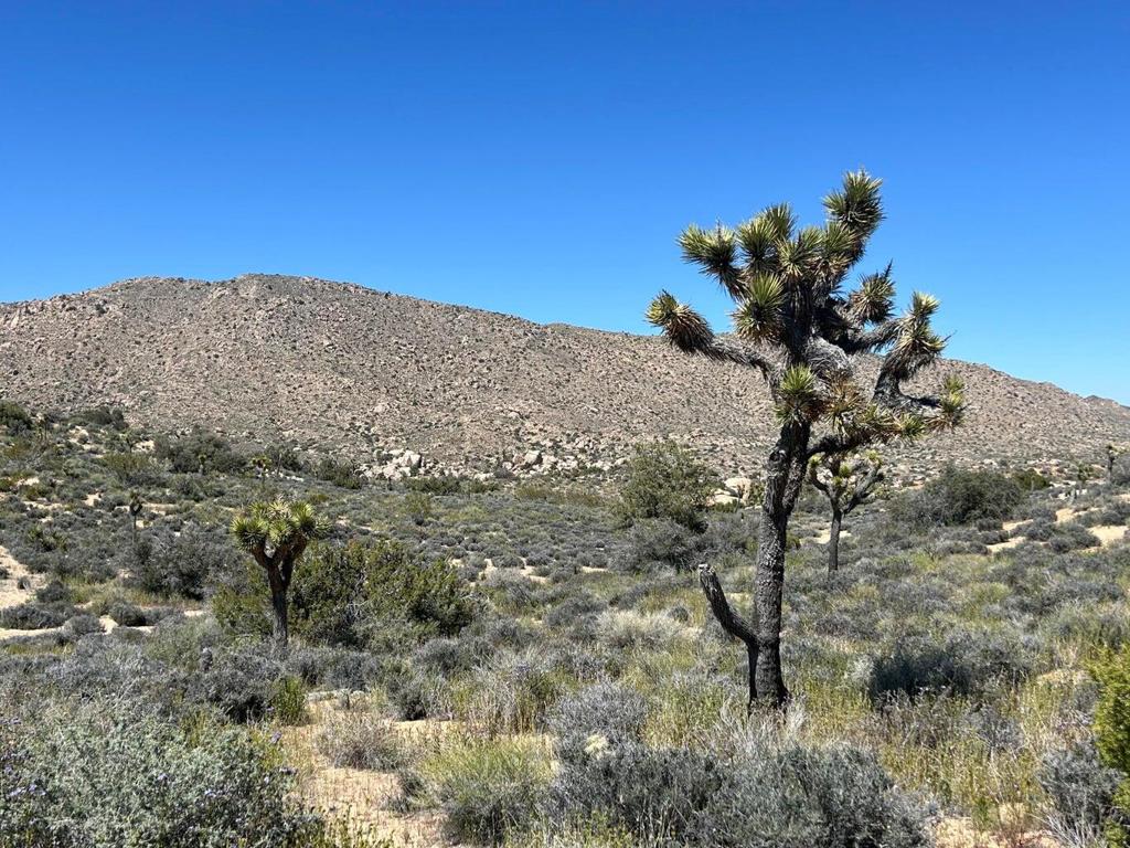 101 Hondo St, Pioneertown, CA 92268