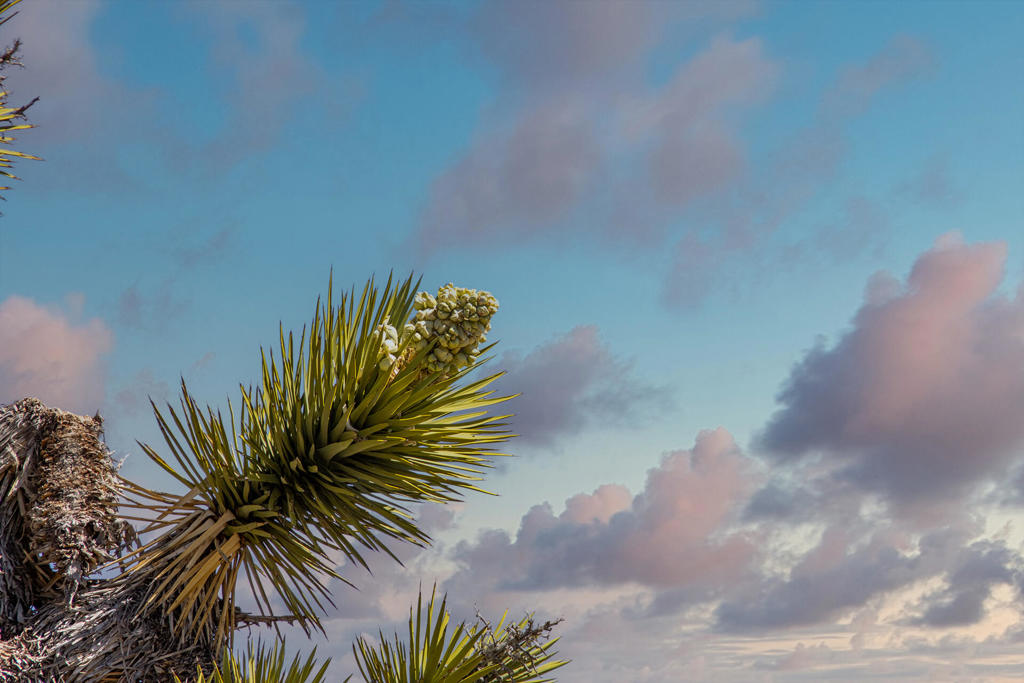 101 Hondo St, Pioneertown, CA 92268