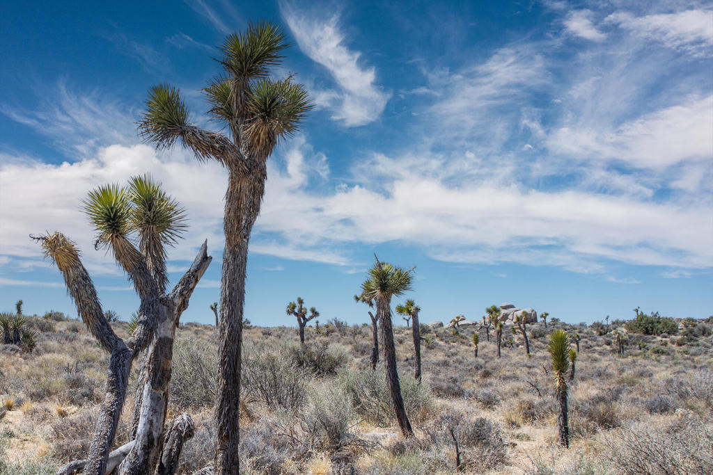 101 Hondo St, Pioneertown, CA 92268