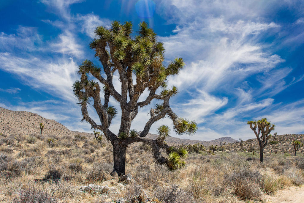 101 Hondo St, Pioneertown, CA 92268