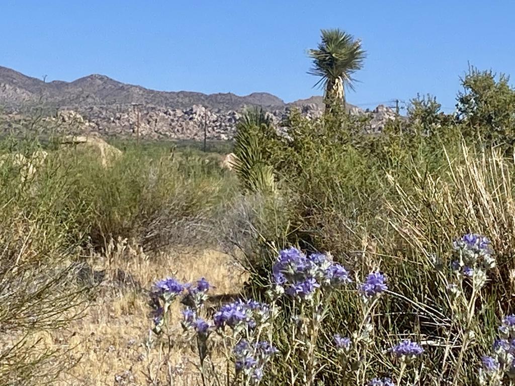 108 Riverside Dr, Pioneertown, CA 92268