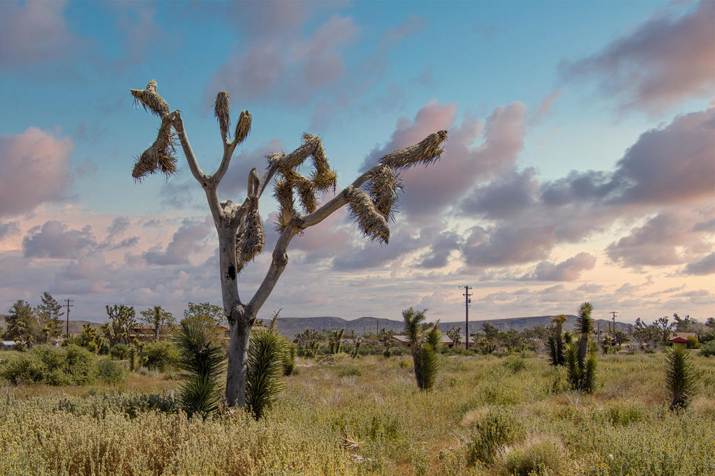 129 Annie Oakley, Pioneertown, CA 92268
