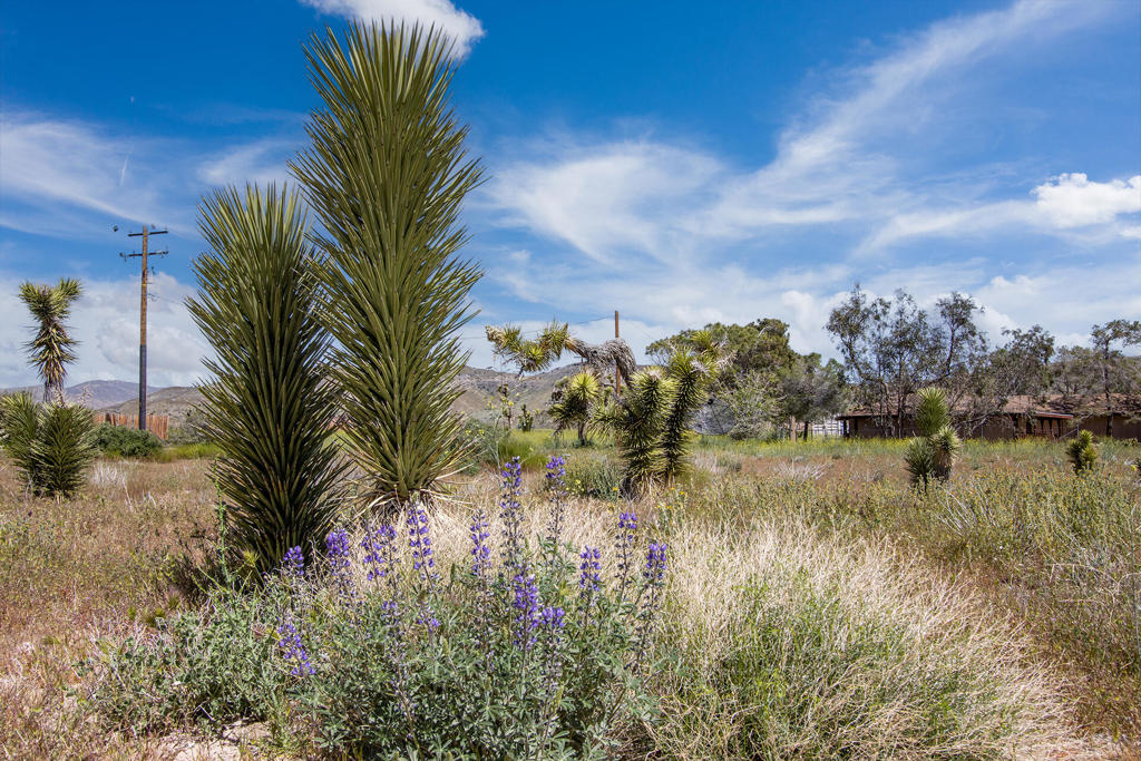 129 Annie Oakley, Pioneertown, CA 92268