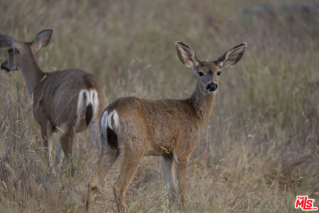 41924 Patrick Ave, Coarsegold, CA 93614