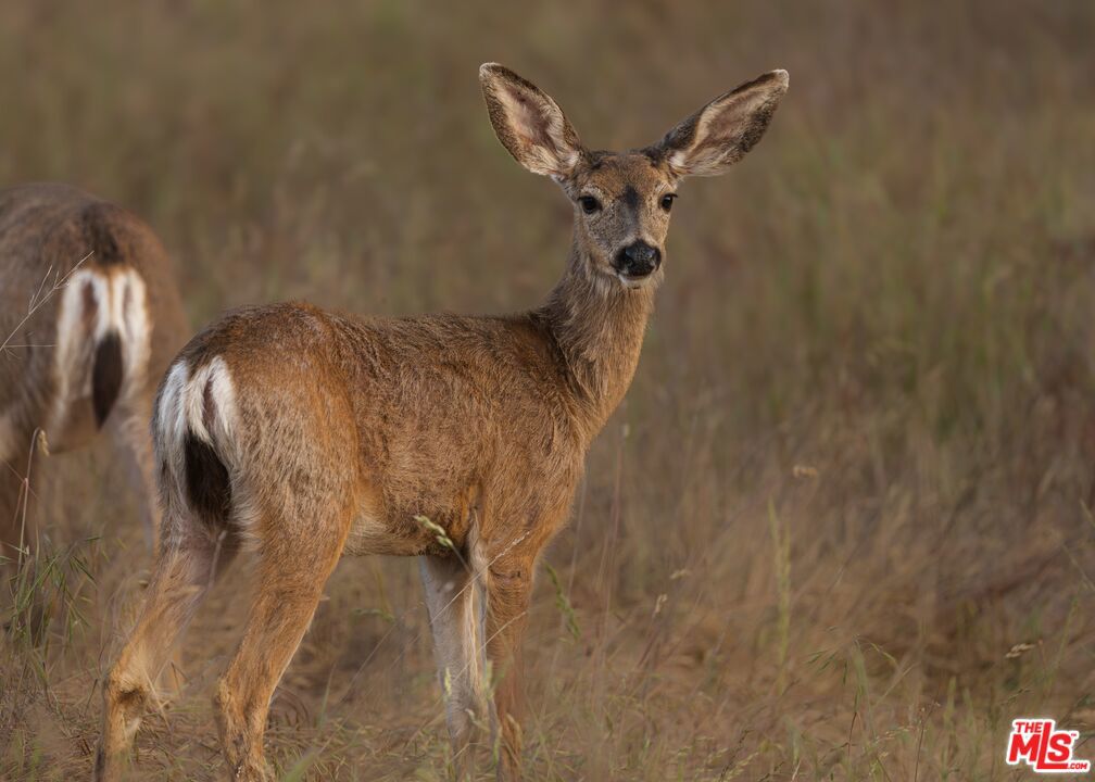 1758 Long Hollow Ln, Coarsegold, CA 93614