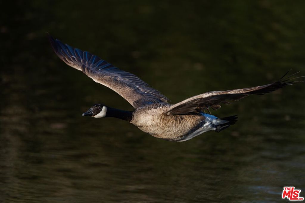 41924 Patrick Ave, Coarsegold, CA 93614