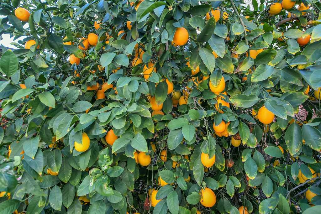 2472 2472 Grant St., Brentwood (CC), CA 94513-4142