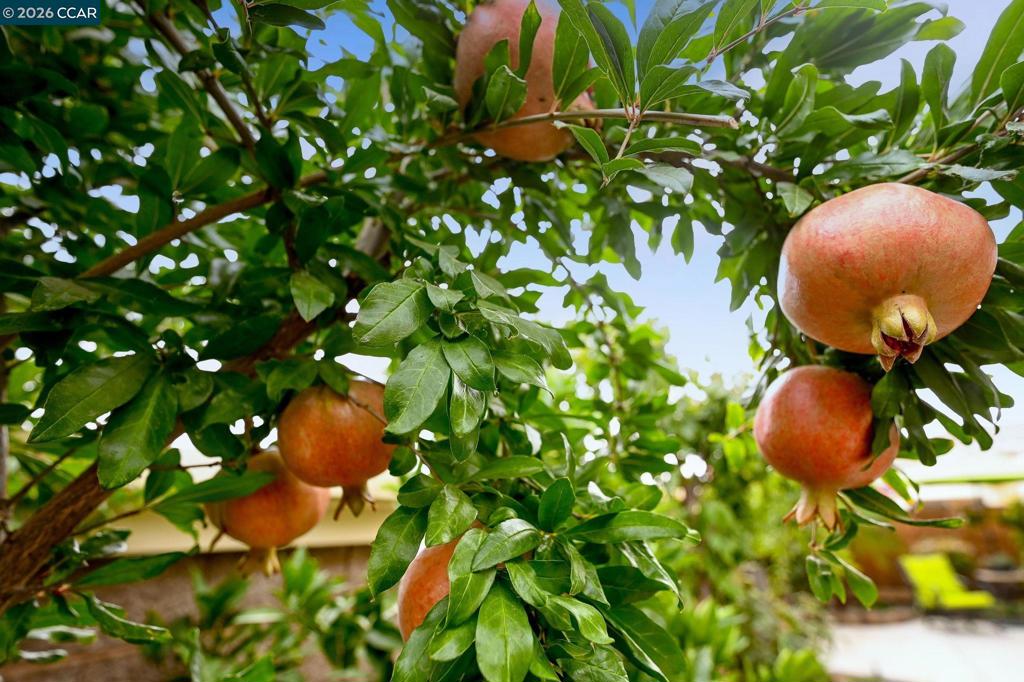 1577 1577 Chianti Ln, Brentwood (CC), CA 94513-5275