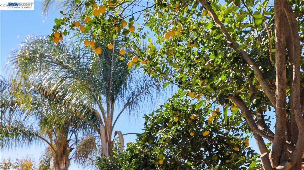 565 Fallsburg Court, Brentwood (CC), CA 94513