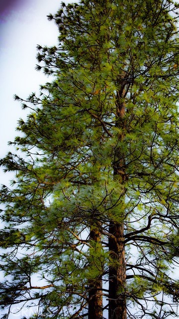 5333 Wilderness View Dr, Mariposa, CA 95338