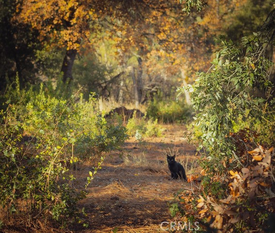 5333 Wilderness View Dr, Mariposa, CA 95338