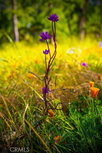 5333 Wilderness View Dr, Mariposa, CA 95338