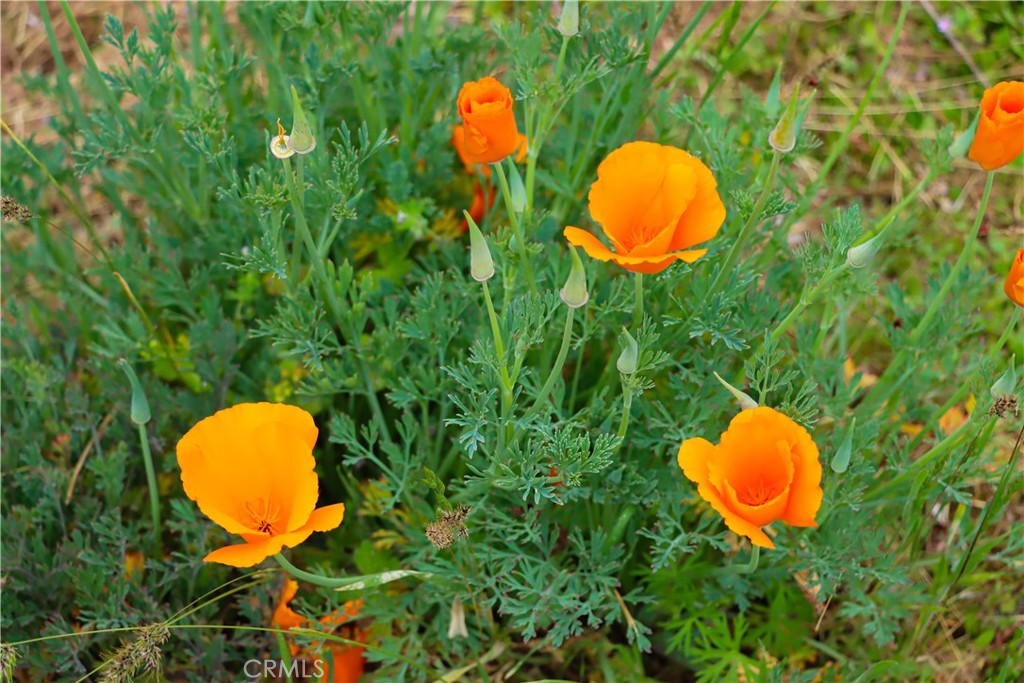 41820 Dillon, Ahwahnee, CA 93601