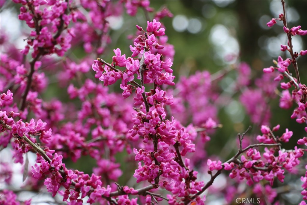 41820 Dillon, Ahwahnee, CA 93601