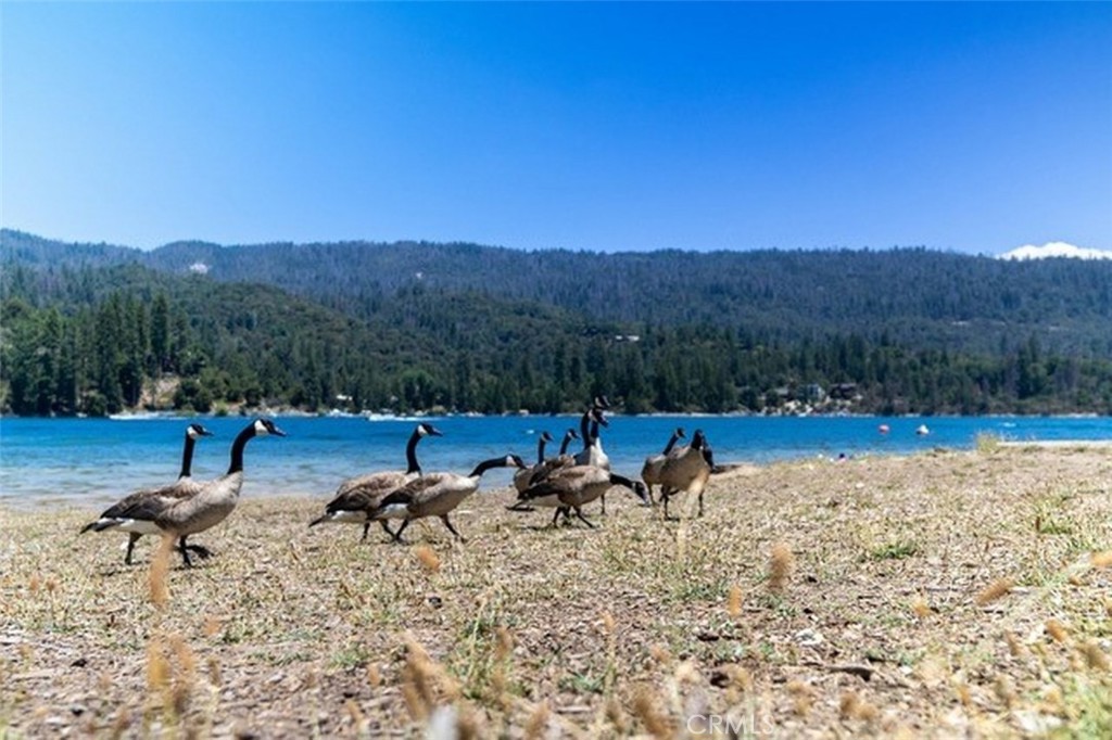 42583 Shady Ln, Oakhurst, CA 93644