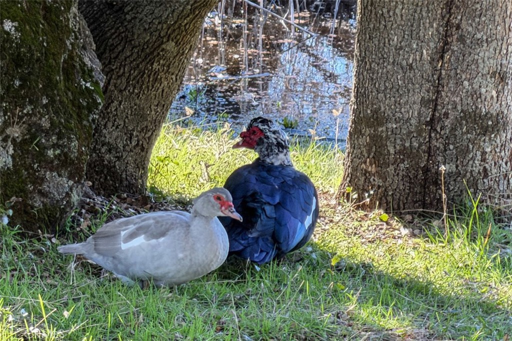 31729 Cherokee, Coarsegold, CA 93614