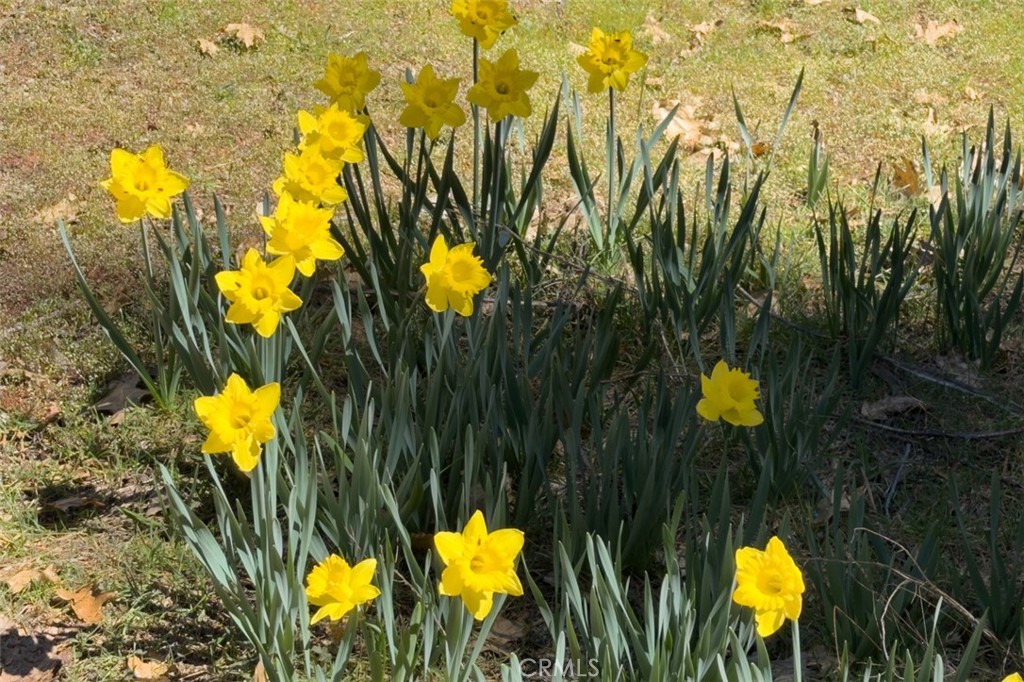 2580 River, Wawona, CA 95389