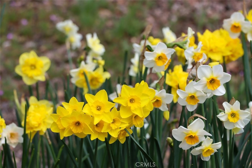 40957 Shandee Ln, Ahwahnee, CA 93601