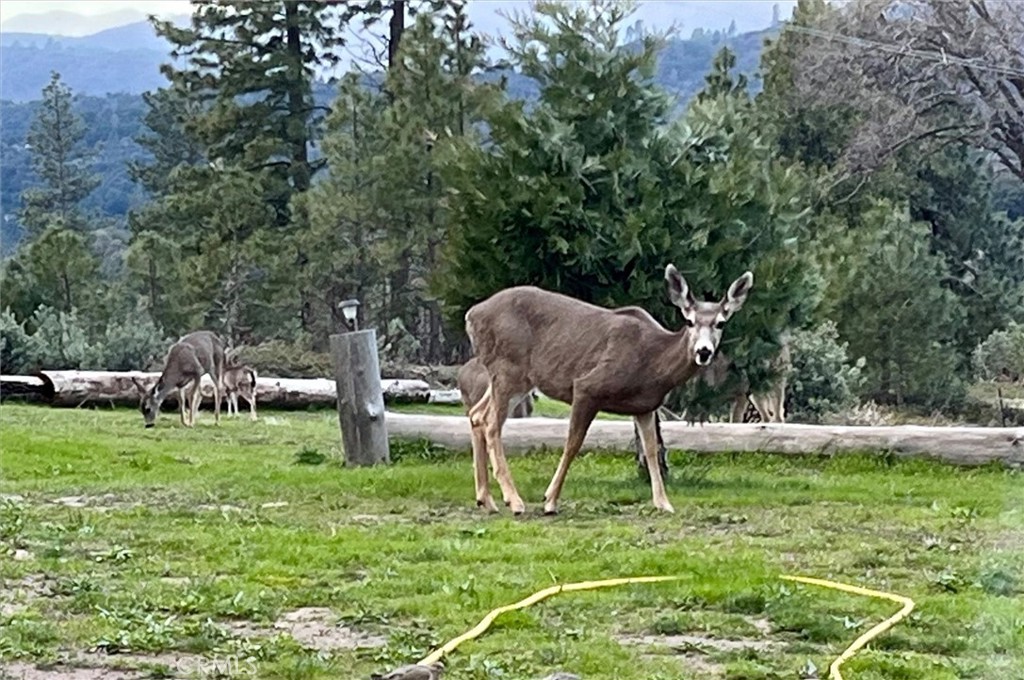 6132 Chowchilla Mountain, Mariposa, CA 95338