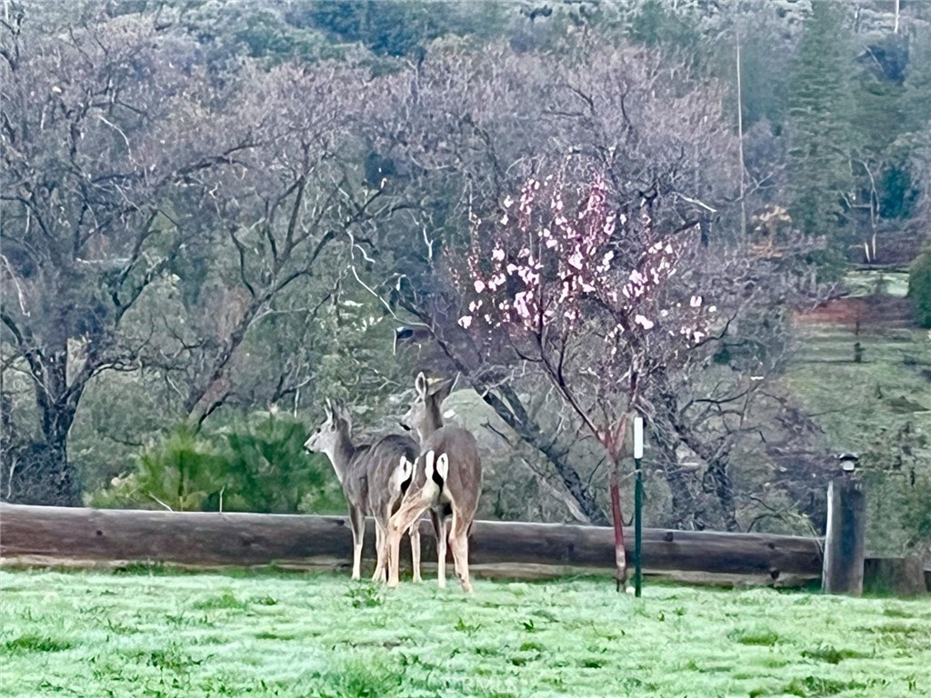 6132 Chowchilla Mountain, Mariposa, CA 95338
