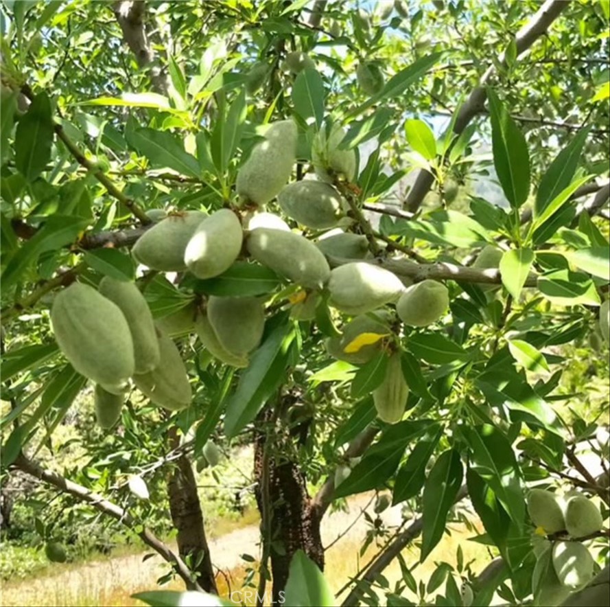 6132 Chowchilla Mountain, Mariposa, CA 95338