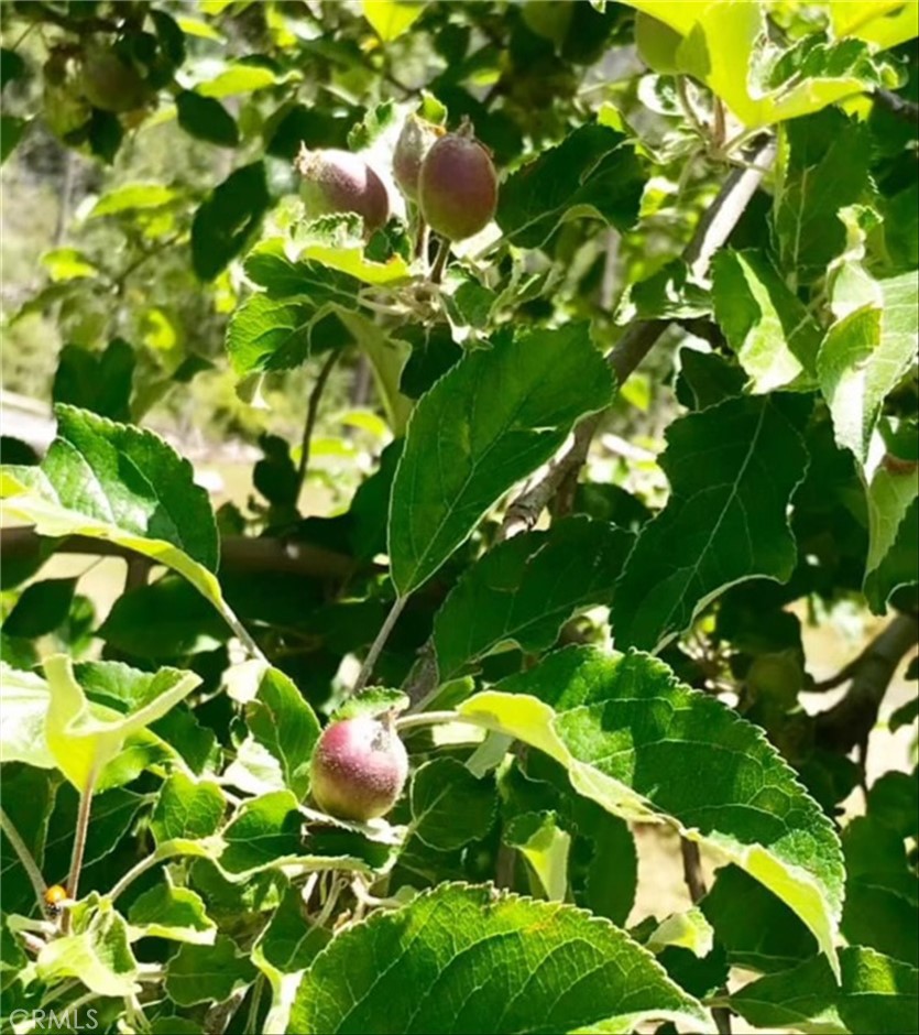 6132 Chowchilla Mountain, Mariposa, CA 95338