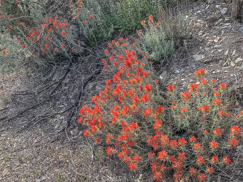 4743 Buffalo Gulch Rd, Midpines, CA 95345