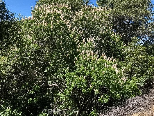 4743 Buffalo Gulch Rd, Midpines, CA 95345