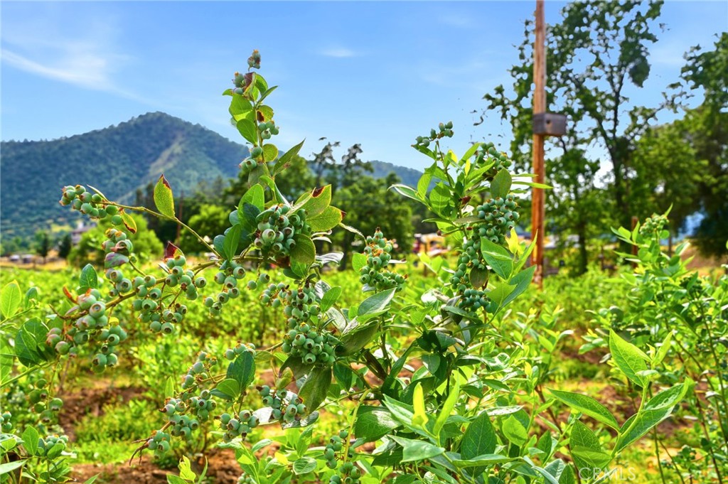 39348 Dunlap, Squaw Valley, CA 93675