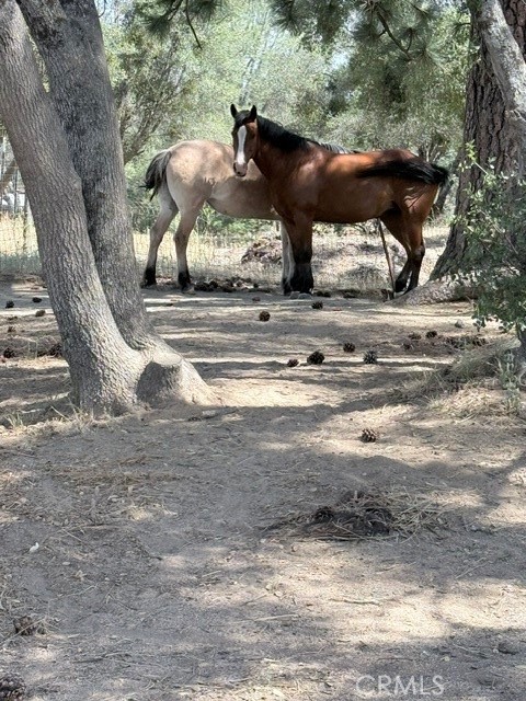 58292 block of Road 225, North Fork, CA 93643