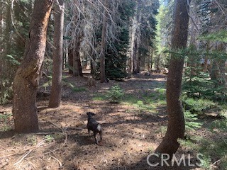 4142 Redtop, Bass Lake, CA 93604
