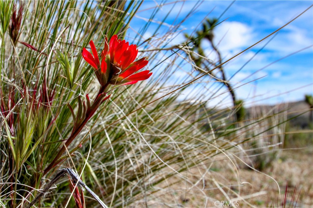 26 Vista Rd, Pioneertown, CA 92356