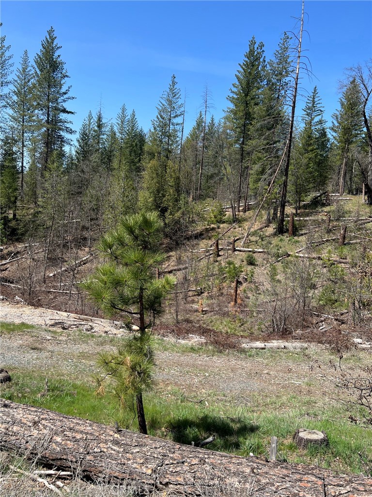 6493 Greeley Hill Rd, Coulterville, CA 95311