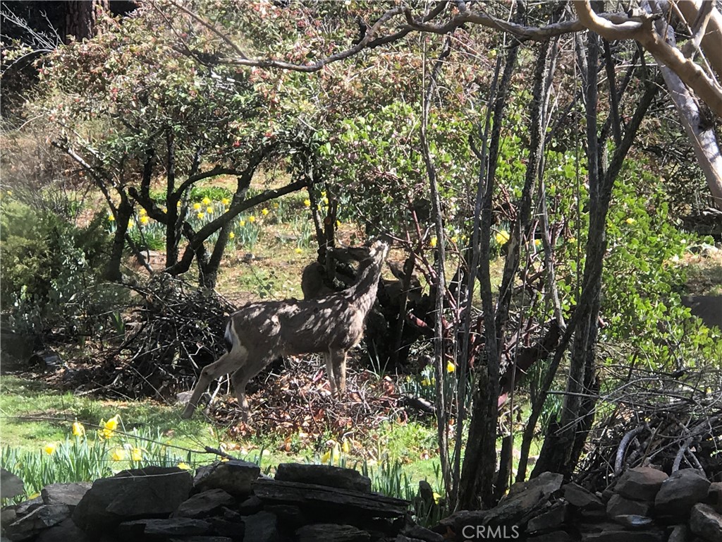 38088 Serpa Canyon Rd, Coarsegold, CA 93614