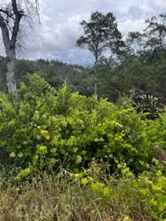 3631 Guadalupe Creek, Mariposa, CA 95338
