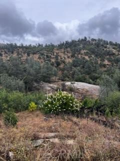 3631 Guadalupe Creek, Mariposa, CA 95338