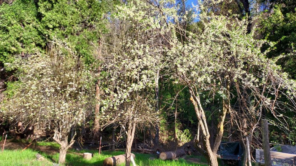 8063 Anderson Valley Rd, Coulterville, CA 95311