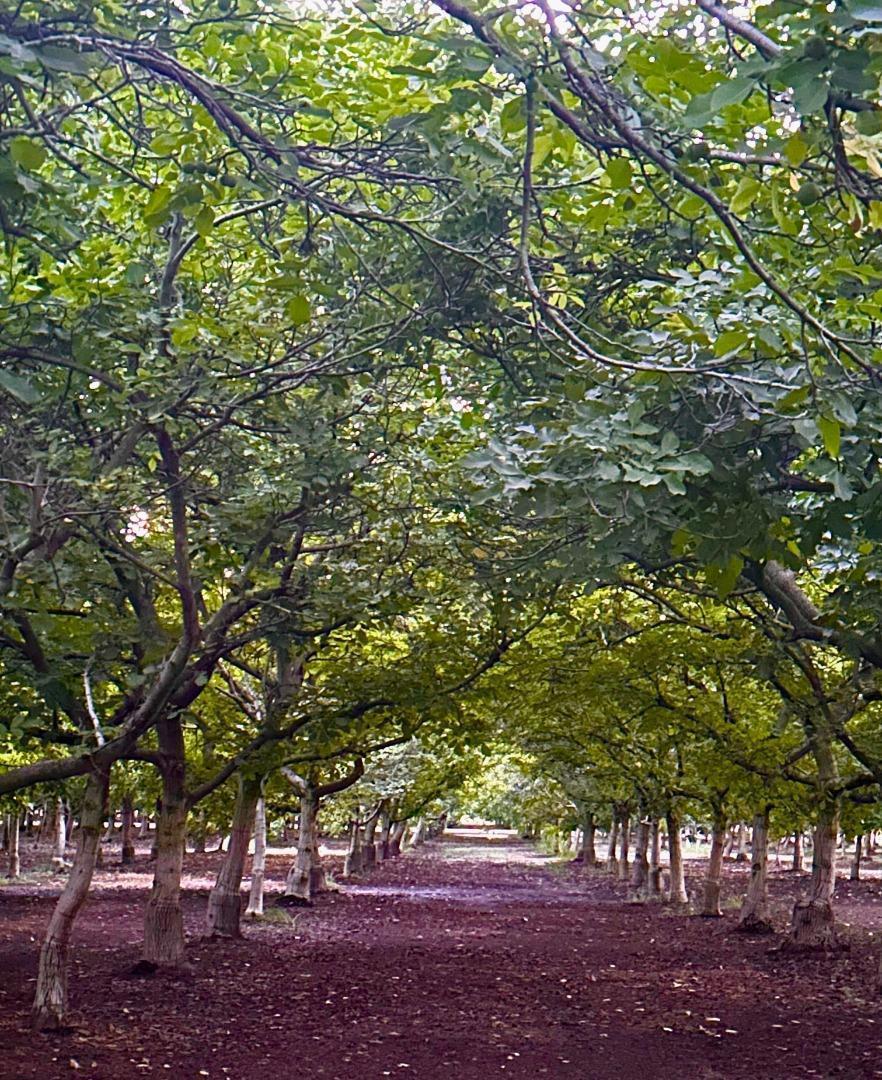 3719 N Hart Rd, Modesto, CA 95358