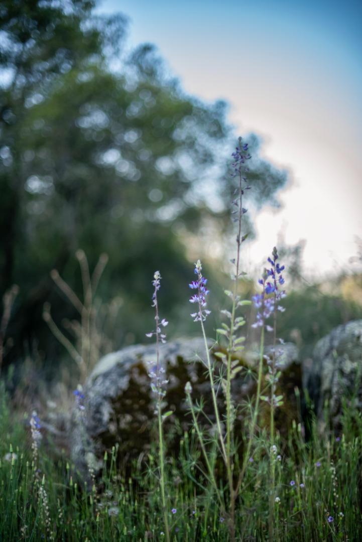 13804205 Pennyroyal Ln, Prather, CA 93651