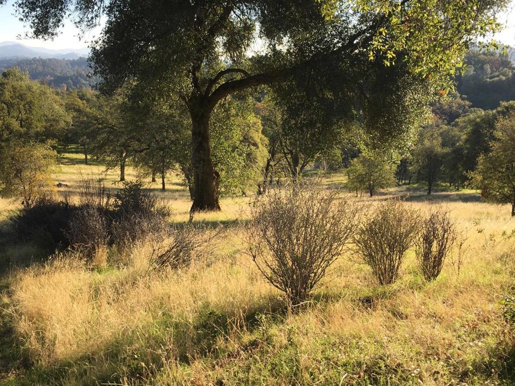 1375 Shaws Flat Rd, Sonora, CA 95370