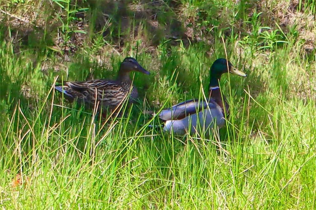 6097 Sherlock Rd, Midpines, CA 95338