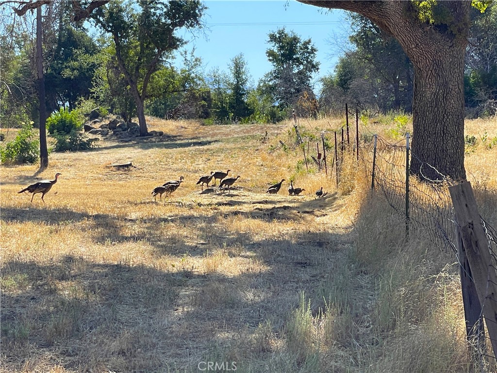 705 Triangle Rd, Mariposa, CA 95338