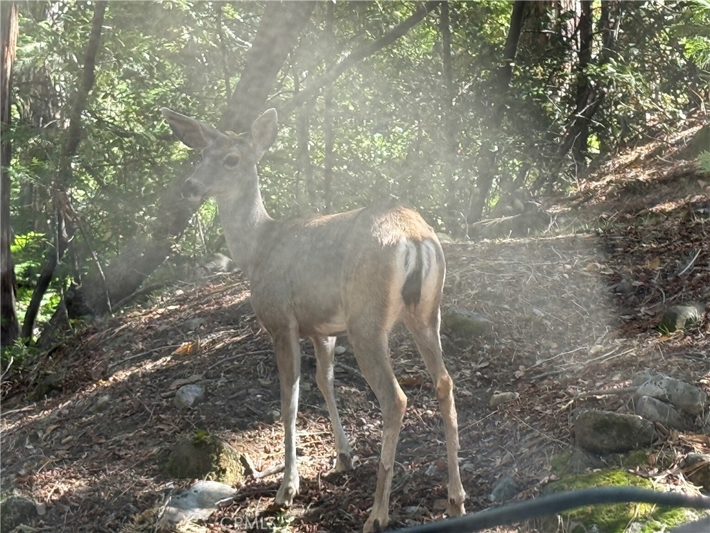 2407 Anglers Ct, Mariposa, CA 95338