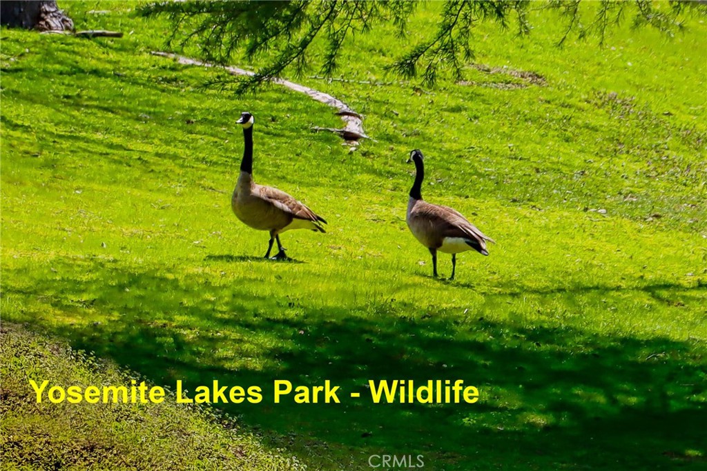 41345 Lilley Mountain R, Coarsegold, CA 94614