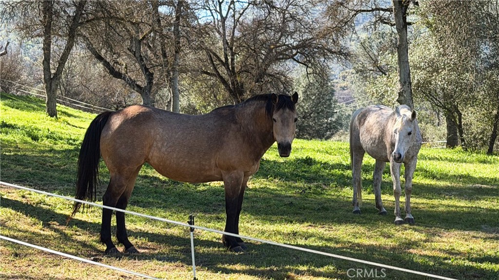 4421 Scrubby Oak, Mariposa, CA 95338