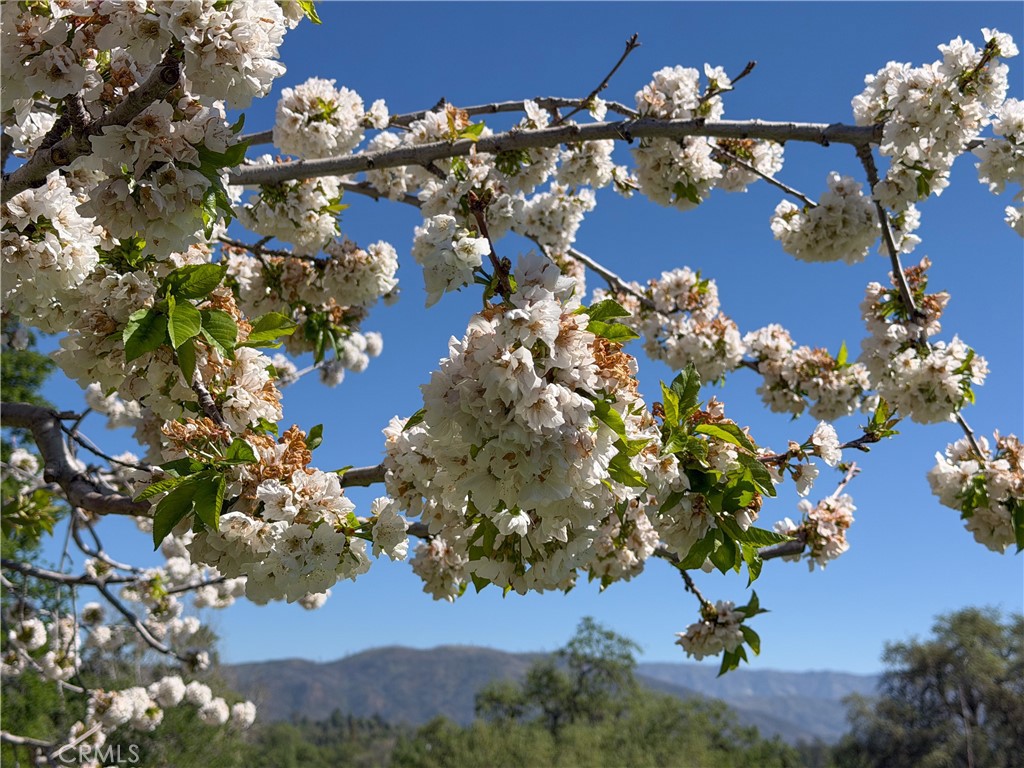 4780 Morningstar Ln, Mariposa, CA 95338