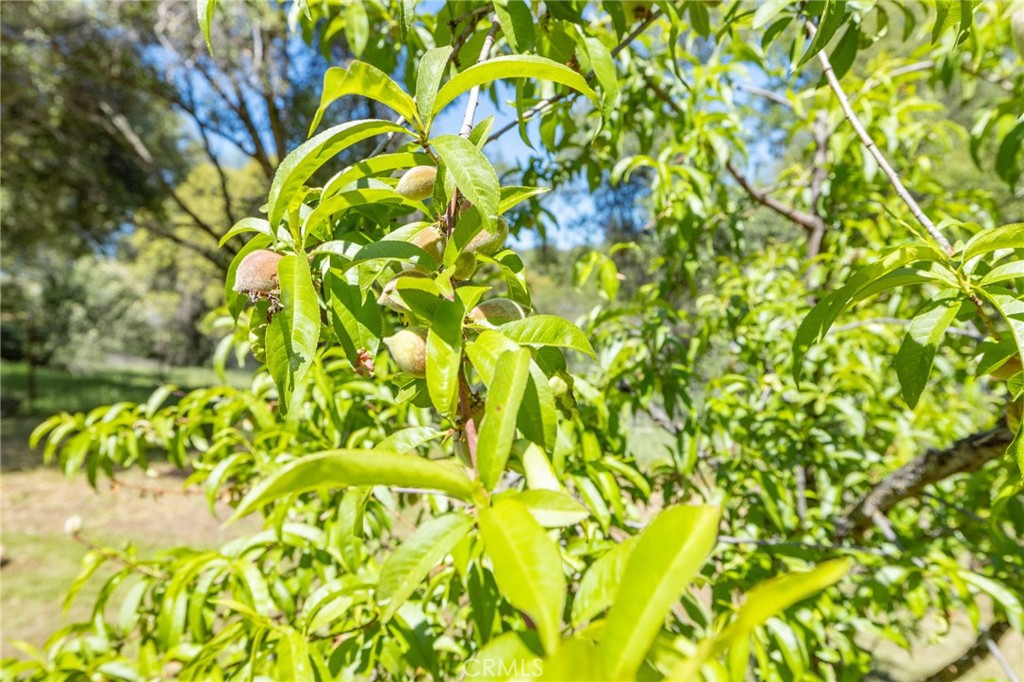 3703 Sherrod, Mariposa, CA 95338