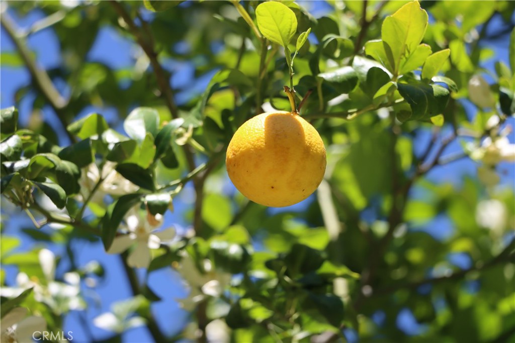 4907 Daffodil Dr, Mariposa, CA 95338